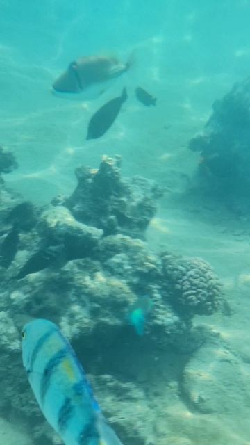 Красивые рыбки у пляжа в Шарм Эль Шейхе.