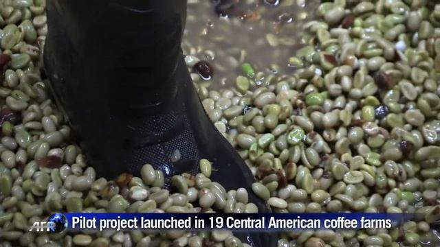 Central America's new coffee buzz: renewable energy