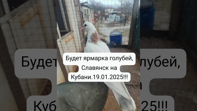 🔥🕊️