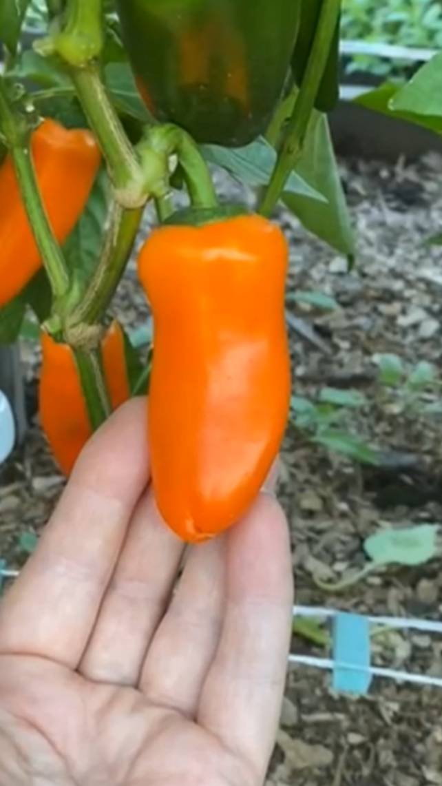 🌶Перец сладкий ОРАНЖЕВАЯ ЛАКОМКА! #shorts #сладкийперец #советы