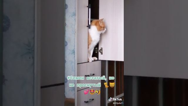 Мой Кот СЕМЁН БАТОН