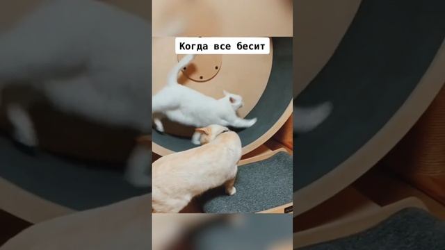 поддержи подпиской 🙏 обнял-подбросил)