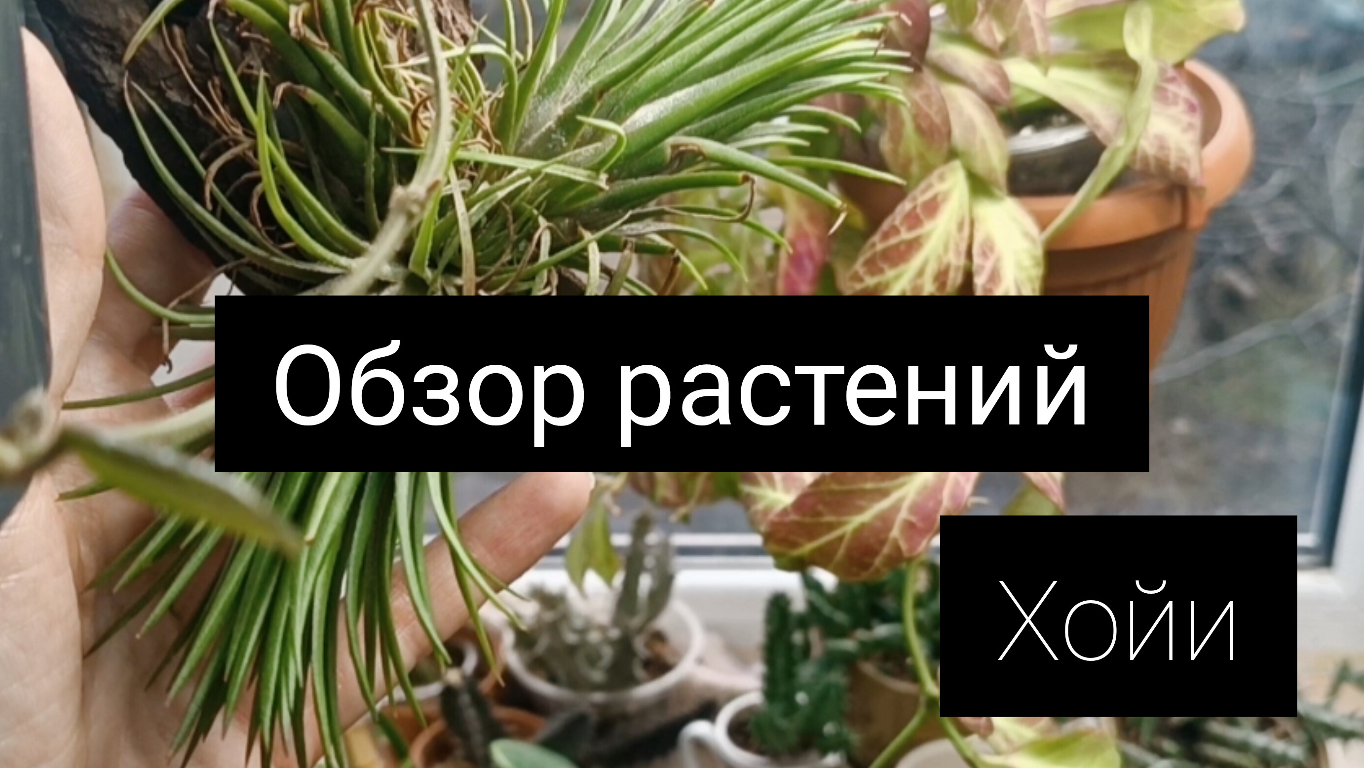 обзор растений ( хойи)