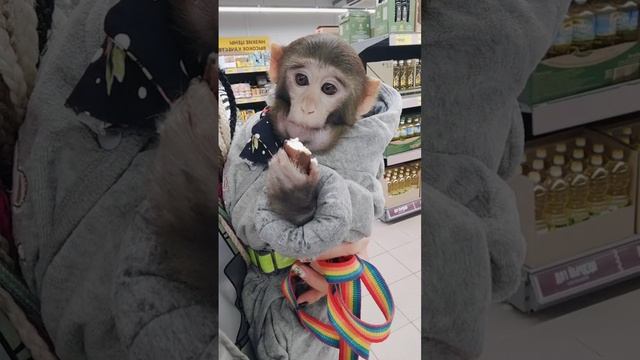 Макака ест
