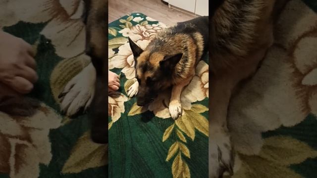 Байкал и бублик#short#собака#немецкаяовчарка#смешныеживотные#собакатерапия#хорошеенастроение