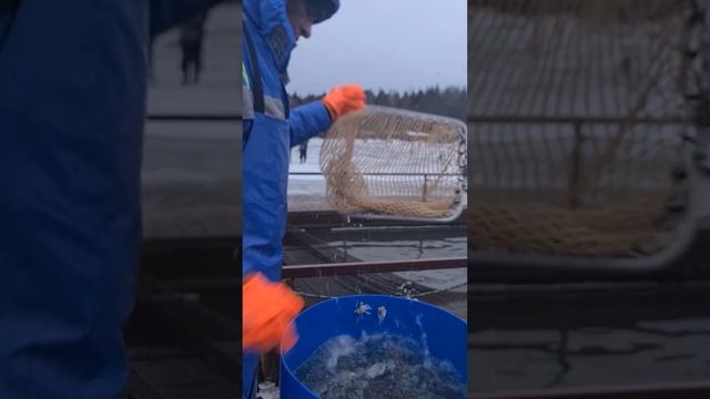 Запуск форели