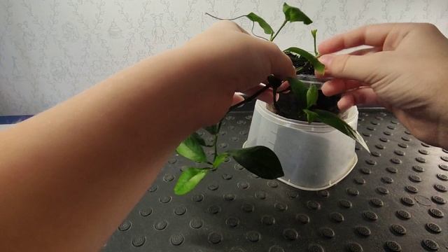 Лимон часть 2