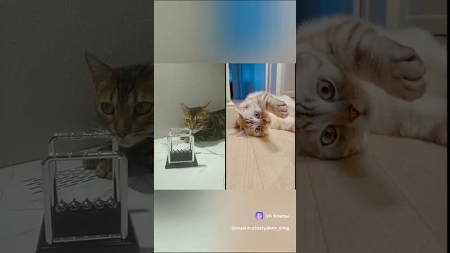 Операция "Конфета" VK КЛИПЫ - Максим ЧИСТЯКОВ и Ирискина мудрость.