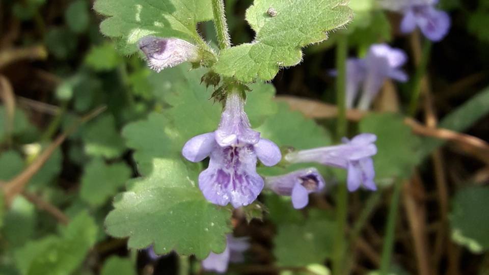 203. Будра плющевидная - Glechoma hederacea