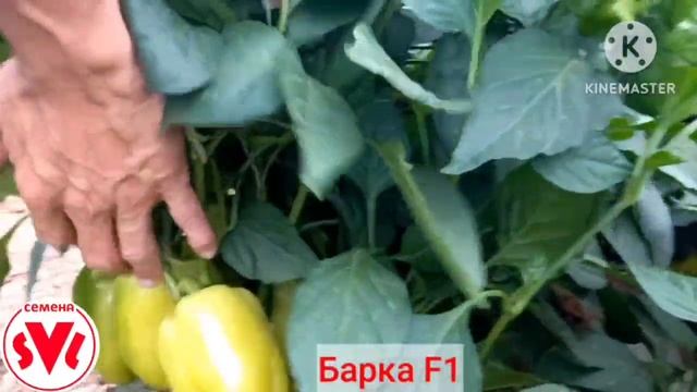 Барка F1 новинка от
Севалси-семена. Sevalsi.