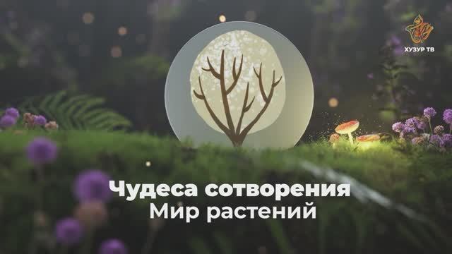 Книга Вселенной – Книга Творца! | Чудеса сотворения. Мир растений