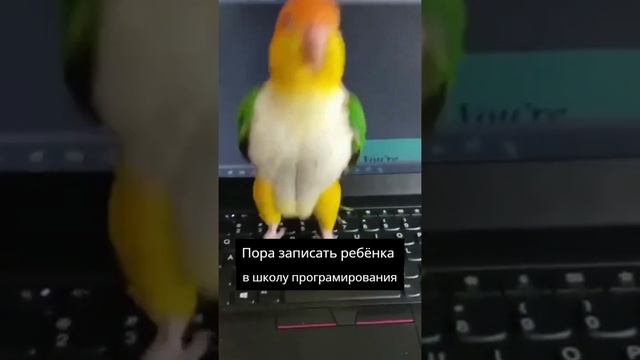 ДЕТСКАЯ ОНЛАЙН ШКОЛА ПРОГРАММИРОВАНИЯ https://ihclick.ru/?p=325081&o=291489&idp=270822