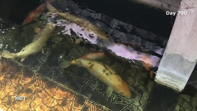 Aquarium (Koi 800 gallons) after 26 months 😍 hồ cá (Koi 3000 lít) sau 26 tháng