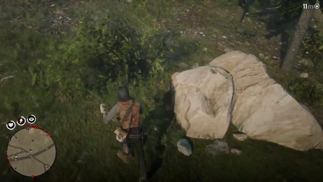 Red Dead Redemption 2 – ¿Cómo conseguir un cadáver de ampelis americano en perfecto estado? (Cedar)