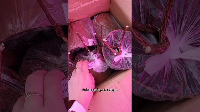 Гортензии приехали, скоро будем черенковаться