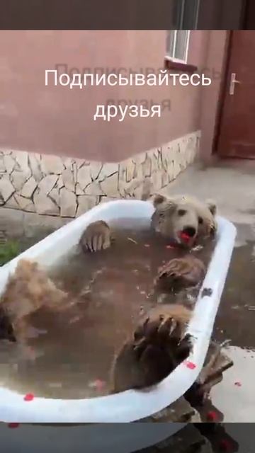 Косолапый балдёжник