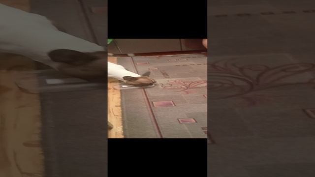 1000016454.mp4