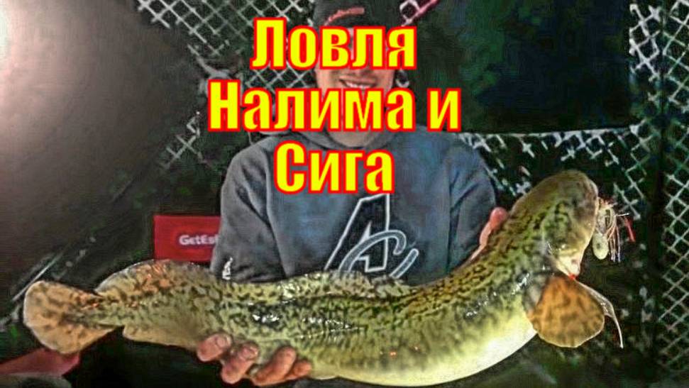 Ловля Налима и Сига на озере