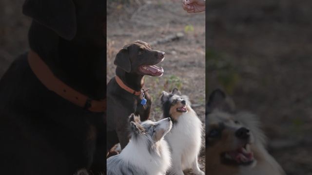 7199277-uhd_2160_3840_25fps