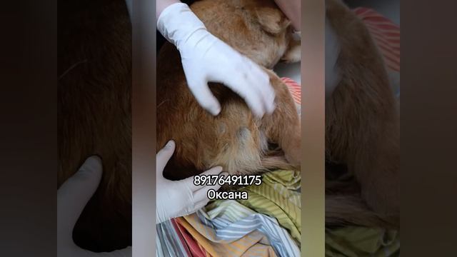 Покусанный пес с тулака ищет дом
