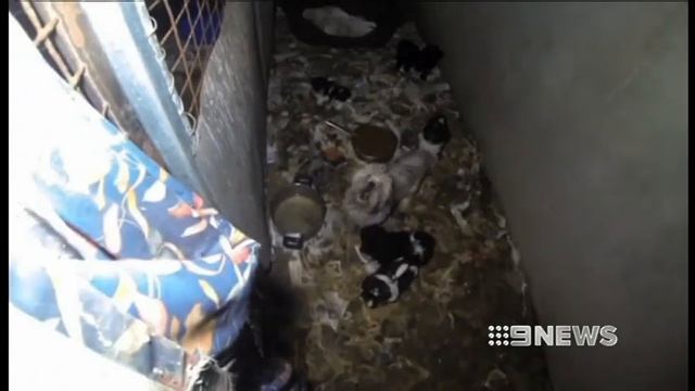 PUPPY FARM RAID - 16/09/13