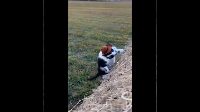 Стог сена