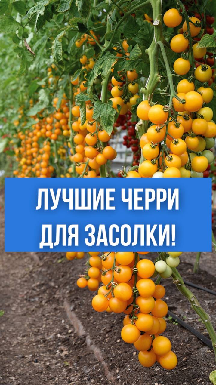 Делимся ЛУЧШИМИ ЧЕРРИ для засолки и консервации!