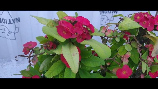 Crown Of Thorns Plant | Euphorbia Milli Plant Care| How To Grow & Boost Flowering in Euphorbia Mill