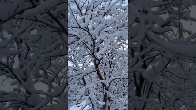 Зимние прогулки с Чижовым