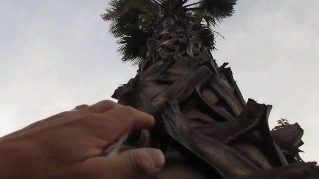 Amazing Washingtonia robusta Palm tree!