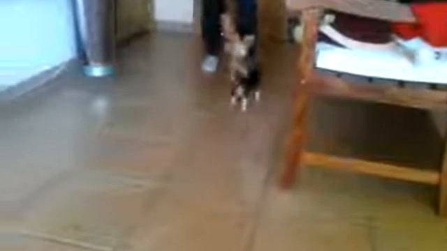 Max cachorro de Beagle 48 dias