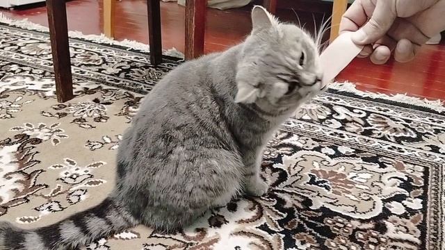 Где-то на юге, где-то на Кубани.Запахло весной.Кто во что горазд.