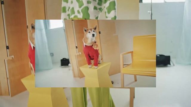 Lemonade Pet Insurance with Yena 15s