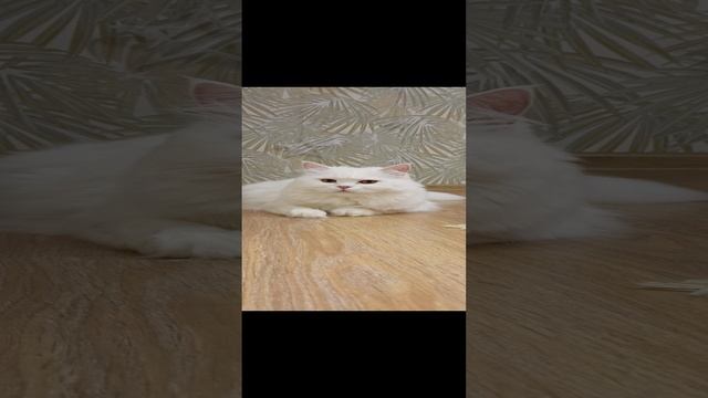 1000011697.mp4