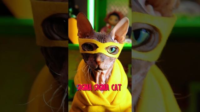 Sigma cat (cat cover Sigma boy)