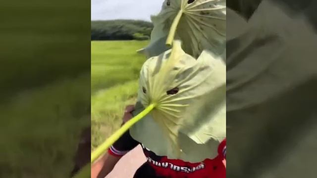 Комары когда открыл форточку