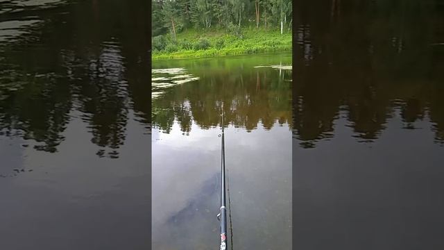 VID-20240729-WA0016.mp4