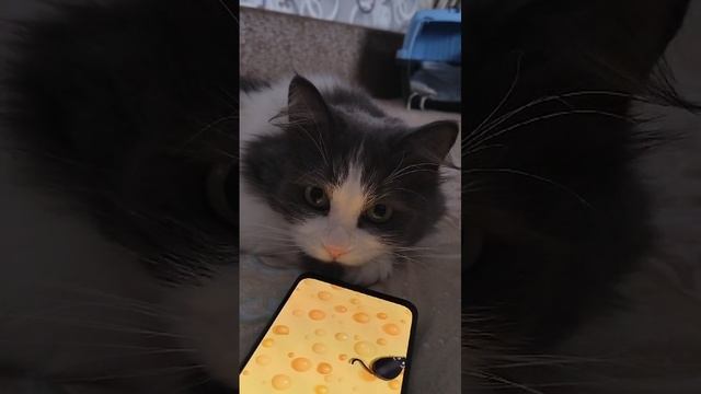 Наигрался котик