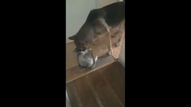 Как помыть кота