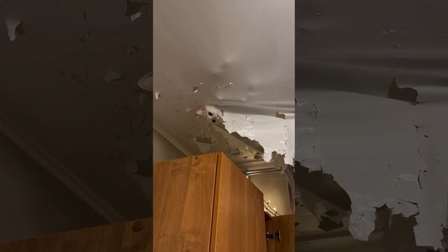 Хороший котик🤣