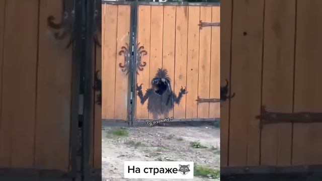 Ужасы нашего городка