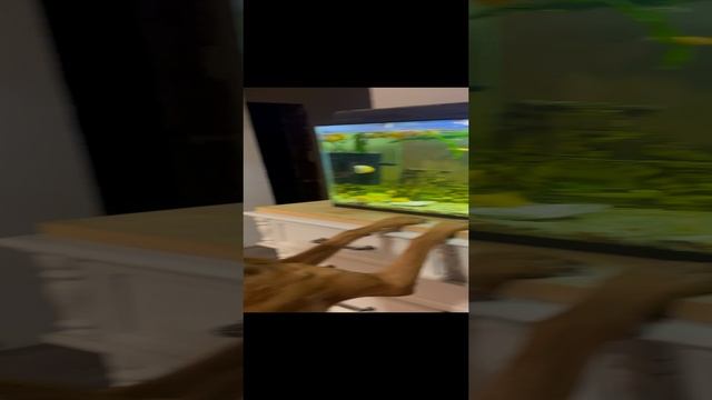 К нам погостить приехала Аля и она первый раз видит аквариум