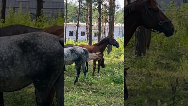 🐎Прикол над лошадьми! Читаю мысли. #лошади #приколы #прикол #ржака #топ #смехдослез #пранк #пранки