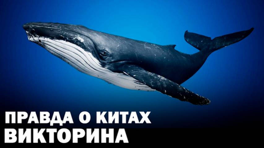 Сможете ли вы отличить правду о китах и дельфинах Викторина