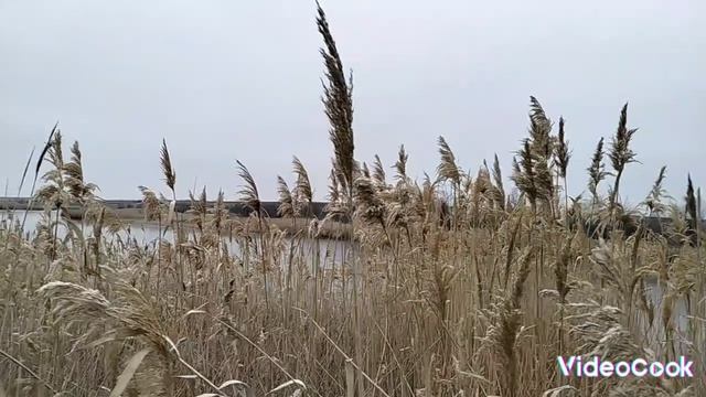 Фрагменты зимы в окрестностях Мелитополя ❄️❄️❄️)))