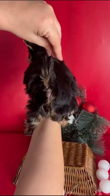 VID-20250116-WA0009.mp4
