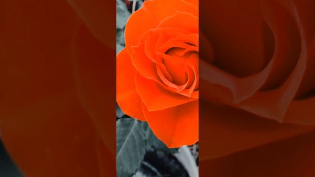 Роза в теплице сопротивляющаяся погодным условиям внешнего мира