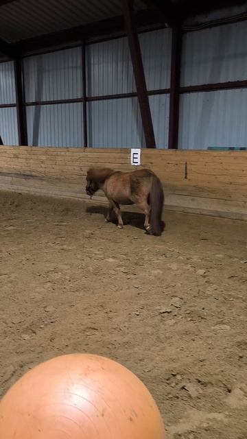 Клёпа знакомится с мячом. #shorts