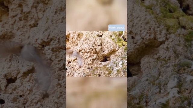 Самая хитрая змея на свете.