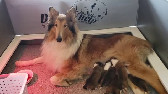 4-15-21 Kanga and Jett babies
